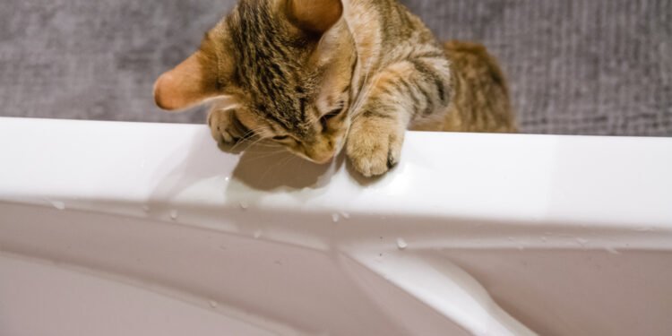 Kodėl katės nemėgsta vandens? 4 priežastys, kodėl jūsų katė nenori sušlapti