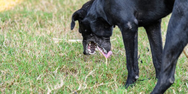Kaip atpažinti, ar jūsų augintinis apsinuodijo maistu
