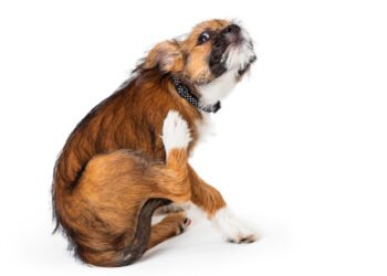 9 galimos priežastys, kodėl jūsų šunį taip niežti