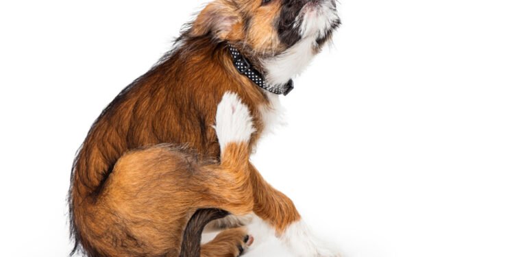 9 galimos priežastys, kodėl jūsų šunį taip niežti