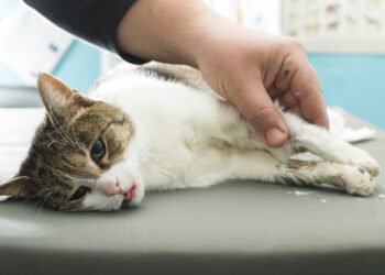 Ar katės gali verkti? Veterinaras paaiškina.