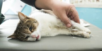 Ar katės gali verkti? Veterinaras paaiškina.