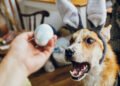 Ar šunys gali valgyti kiaušinius? Ką sako veterinarai