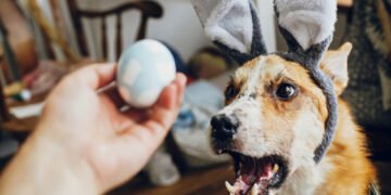 Ar šunys gali valgyti kiaušinius? Ką sako veterinarai