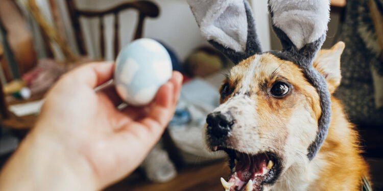 Ar šunys gali valgyti kiaušinius? Ką sako veterinarai