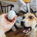 Ar šunys gali valgyti kiaušinius? Ką sako veterinarai