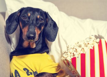 Ar šunys gali valgyti spragėsius? Ką sako veterinarai