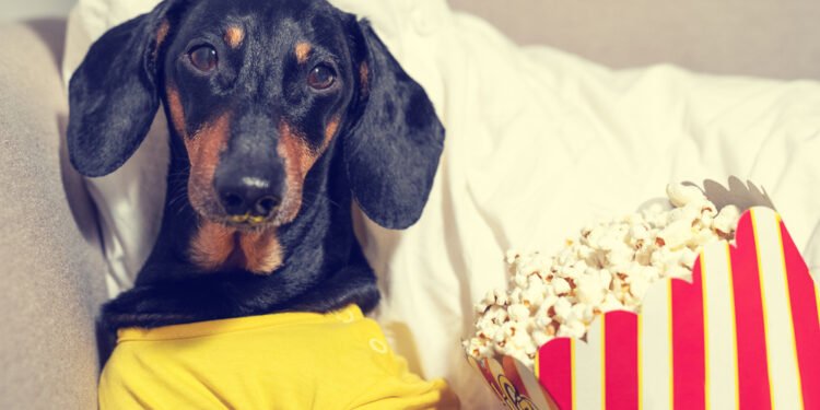 Ar šunys gali valgyti spragėsius? Ką sako veterinarai