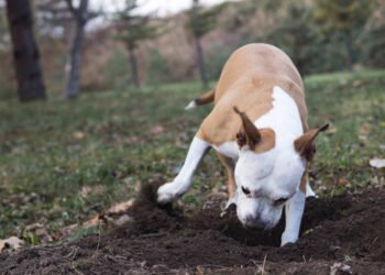 Kodėl šunys kasa – ir kaip juos nuo to atpratinti?