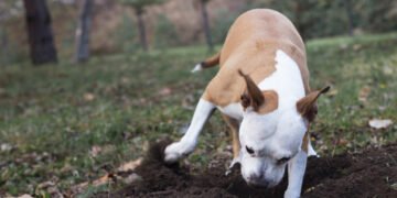 Kodėl šunys kasa – ir kaip juos nuo to atpratinti?