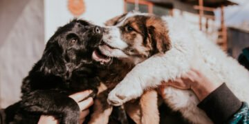 Kodėl šunys turi ūsus? 5 priežastys, pasak veterinaro(-ės)