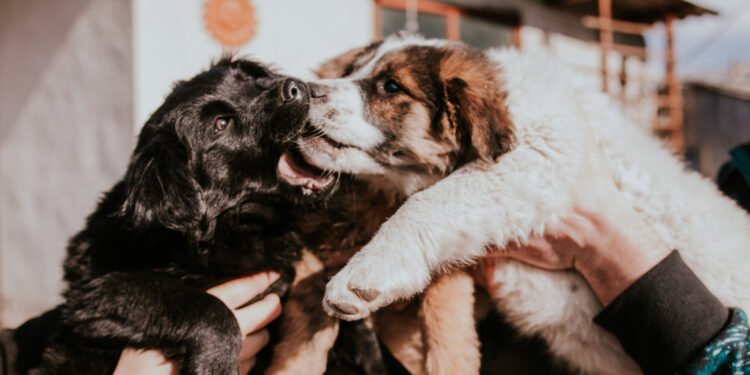 Kodėl šunys turi ūsus? 5 priežastys, pasak veterinaro(-ės)