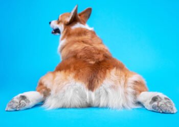 Kodėl šunys velka užpakalį? Ekspertai paaiškina šį nemandagų šunų elgesį.