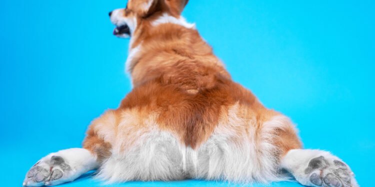 Kodėl šunys velka užpakalį? Ekspertai paaiškina šį nemandagų šunų elgesį.