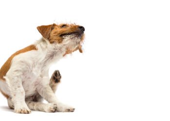 9 galimos priežastys, kodėl jūsų šunį taip niežti