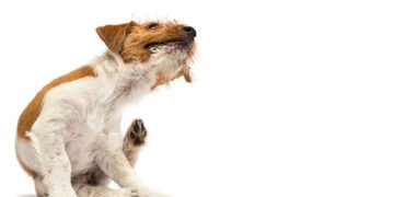 9 galimos priežastys, kodėl jūsų šunį taip niežti