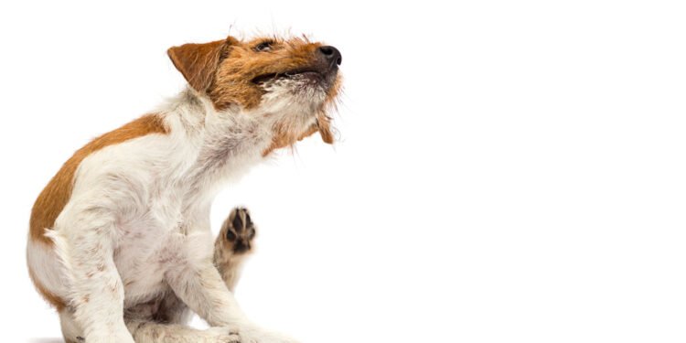 9 galimos priežastys, kodėl jūsų šunį taip niežti