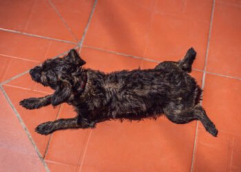 Kodėl šunys guli ištiestomis užpakalinėmis kojomis? Veterinarai paaiškina šį mielą šunų įprotį