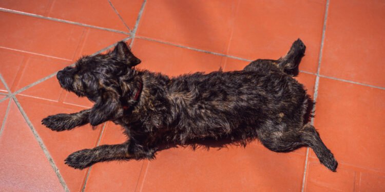 Kodėl šunys guli ištiestomis užpakalinėmis kojomis? Veterinarai paaiškina šį mielą šunų įprotį
