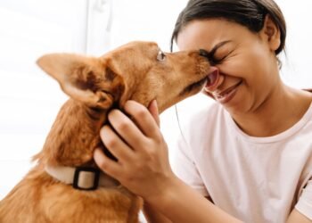 Kodėl šunys laižo žmones? 4 priežastys, kodėl šuo gali jus laižyti