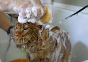 Kaip išmaudyti katę ir išvengti įdrėskimų