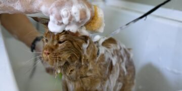 Kaip išmaudyti katę ir išvengti įdrėskimų