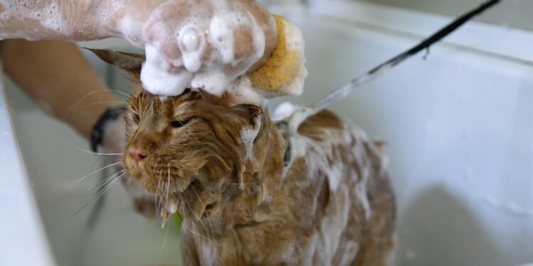 Kaip išmaudyti katę ir išvengti įdrėskimų