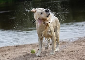 Kodėl mano šuo dreba? 8 galimos priežastys