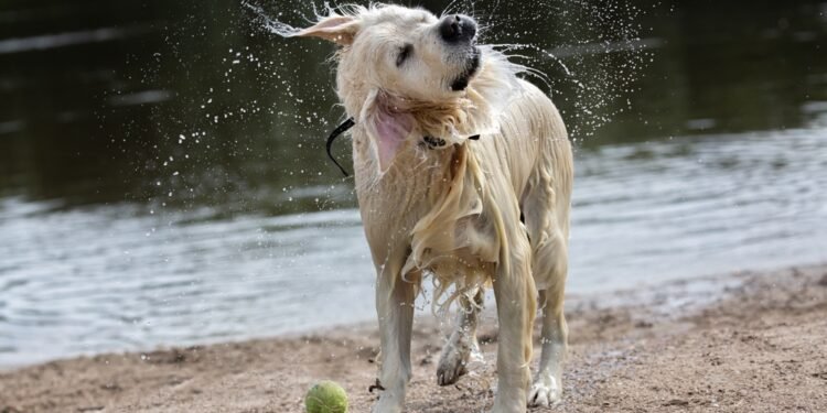 Kodėl mano šuo dreba? 8 galimos priežastys