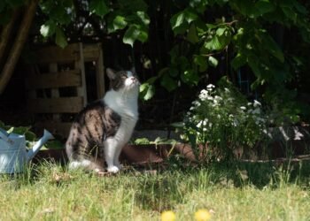 Kaip atbaidyti kates nuo kiemo ir sodo