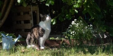 Kaip atbaidyti kates nuo kiemo ir sodo