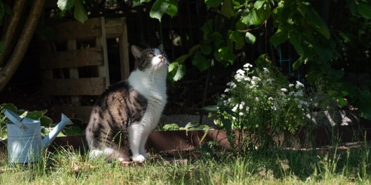 Kaip atbaidyti kates nuo kiemo ir sodo