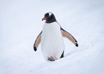 7 pingvinų faktai, kurie šimtmetį buvo nutylėti