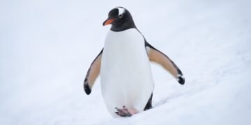 7 pingvinų faktai, kurie šimtmetį buvo nutylėti