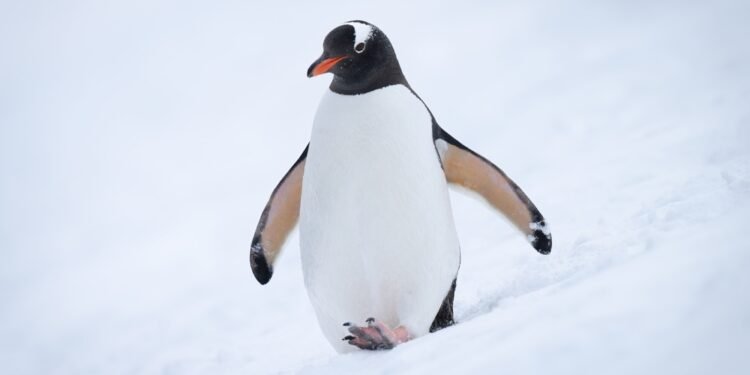 7 pingvinų faktai, kurie šimtmetį buvo nutylėti