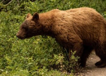 Ką daryti, jei pamatėte mešką – užuomina: tai gali būti ne ta reakcija, kuri šautų į galvą pirmiausia
