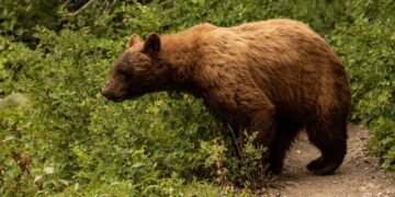 Ką daryti, jei pamatėte mešką – užuomina: tai gali būti ne ta reakcija, kuri šautų į galvą pirmiausia