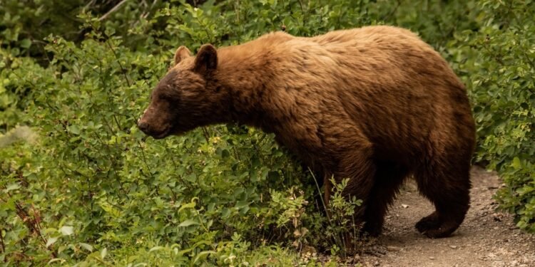 Ką daryti, jei pamatėte mešką – užuomina: tai gali būti ne ta reakcija, kuri šautų į galvą pirmiausia