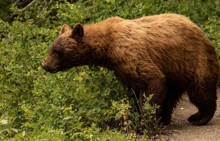 Ką daryti, jei pamatėte mešką – užuomina: tai gali būti ne ta reakcija, kuri šautų į galvą pirmiausia