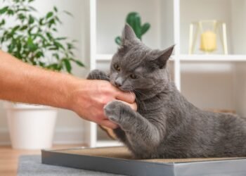 Kodėl mano katė man kanda? Ekspertai paaiškina dažniausias priežastis