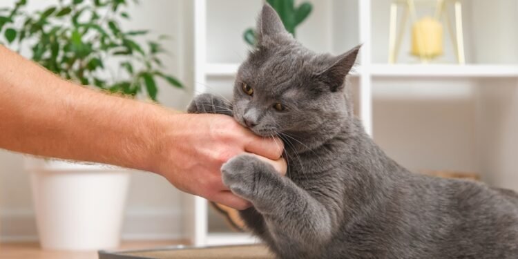 Kodėl mano katė man kanda? Ekspertai paaiškina dažniausias priežastis