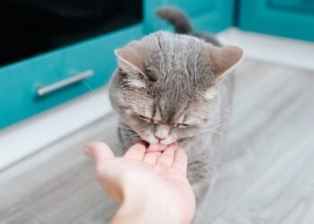 Kodėl katės jus laižo? 4 priežastys, pasak kačių ekspertų