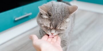 Kodėl katės jus laižo? 4 priežastys, pasak kačių ekspertų