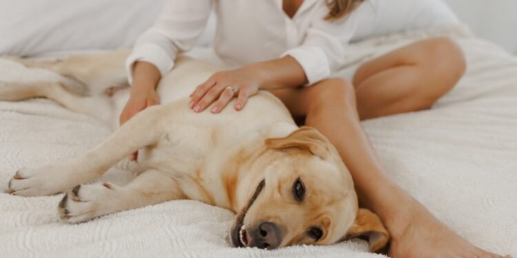 Kodėl šunims patinka būti glostomiems?