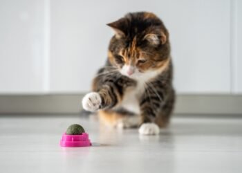 Ką katžolė daro katėms?