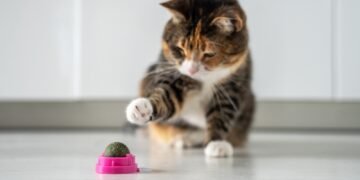 Ką katžolė daro katėms?