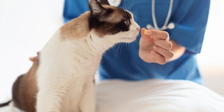 Kaip sugirdyti katei tabletę – ir kaip iš tiesų priversti ją ją nuryti