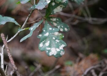Ką reiškia, jei ant jūsų augalų pastebėjote miltligę?