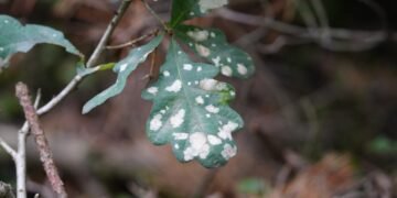 Ką reiškia, jei ant jūsų augalų pastebėjote miltligę?