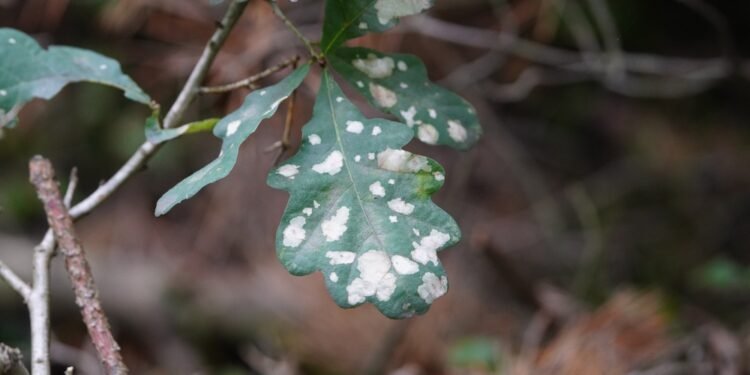 Ką reiškia, jei ant jūsų augalų pastebėjote miltligę?
